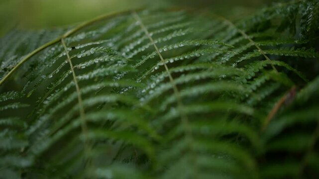 Fern leaves in the rain. Fern leaf hit by the rain. Fern leaf swinging in the wind and rain. Leaves swaying in the wind