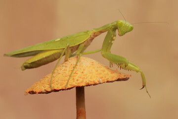 A green praying mantis is looking for prey on wild mushrooms. This insect has the scientific name Hierodula sp.