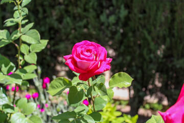 The Rose Gardens of Alhambra, Spain