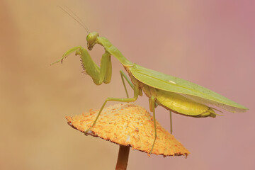 A green praying mantis is looking for prey on wild mushrooms. This insect has the scientific name Hierodula sp.