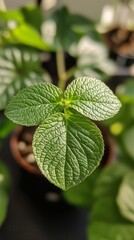 Fototapeta premium Vibrant green leaf close-up captured in a well-lit indoor plant setting during daytime