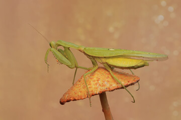 A green praying mantis is looking for prey on wild mushrooms. This insect has the scientific name Hierodula sp.