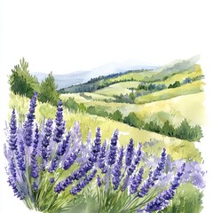 Fototapeta premium Watercolor painting of a peaceful meadow with wild roses blooming near a small stream, on isolated white background