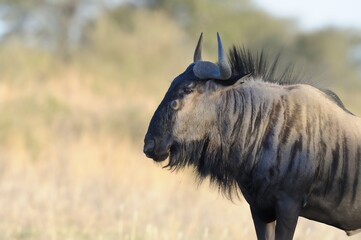 BLUE WILDEBEEST, aka Brindled Gnu (Connochaetes taurinus), kgalagadi desert, south africa.