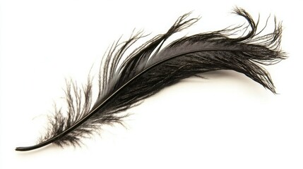 Obraz premium Black oshadrah feather and black feather isolated on a white background for artistic and design purposes