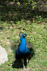 Fototapeta premium Beautiful peacock chilling on green grass