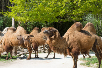 Camel group in a safari Park