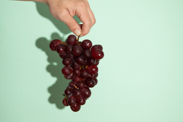Male hand holding a bunch of fresh grapes with his fingers on a light green background. Round, juicy fruit of purple color