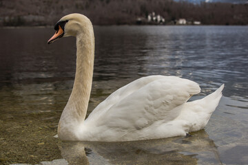 swans on the lake