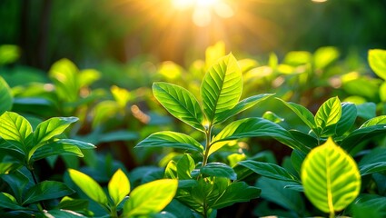 Obraz premium Fresh green leaves bathed in warm sunlight