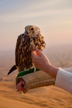 Falcon perched on a gloved hand in the Arabian desert at sunset: A majestic falcon resting on a falconry glove against the scenic backdrop of sand dunes at sunset, symbolizing Arabian heritage.
