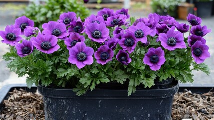 A beautiful anemone flower in a deep purple hue with a dark center.