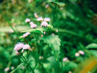 flowers in the meadow