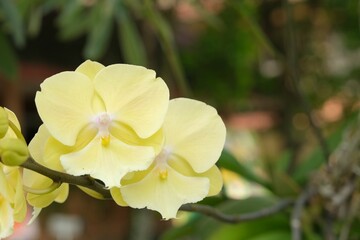 Phalaenopsis amabilis, Phalaenopsis lemon yellow, moth orchid or mariposa orchid growth in the...
