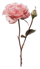Obraz premium Elegant pink rose with bud
