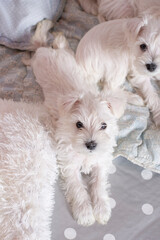 White furry puppy stretching out