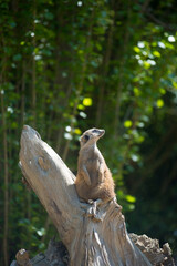 Lonely meerkat on lookout on a log