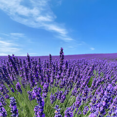 Naklejka premium Lavender Field in Bloom: A vibrant field of lavender stretches towards the horizon under a clear, cerulean sky, creating a sense of tranquility and natural beauty.