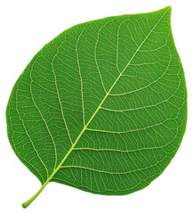 Obraz premium Isolated Green Leaf on Transparent Background Revealing Intricate Vein Patterns
