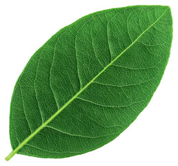 Obraz premium Isolated Green Leaf with Visible Veins Against Transparent Backdrop in Macro