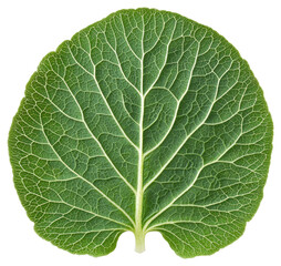 Isolated Green Leaf with Detailed Veins on Transparent Background Close Up Macro Shot