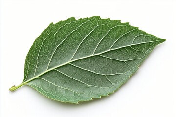Obraz premium Detailed close-up of a green leaf showcasing intricate vein patterns on a light background