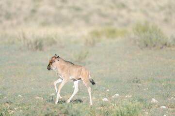 BLUE WILDEBEEST, aka Brindled Gnu (Connochaetes taurinus), kgalagadi desert, south africa. young...