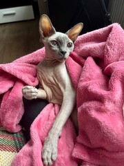 funny sphinx cat in a blanket