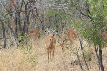 Impala locking eyes with the camera