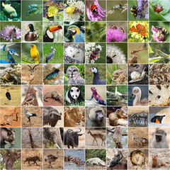 Wildlife collage with endangered fauna species