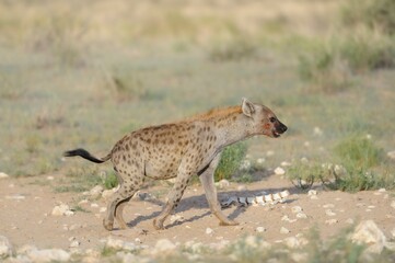 SPOTTED HYAENA (Crocuta crocuta) kgaladagi desert, south africa. 