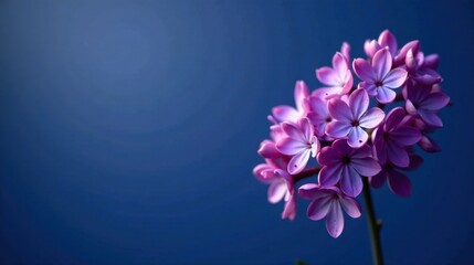 Delicate Purple Blooms Against a Rich Blue Background, a Stunning Display of Natural Beauty