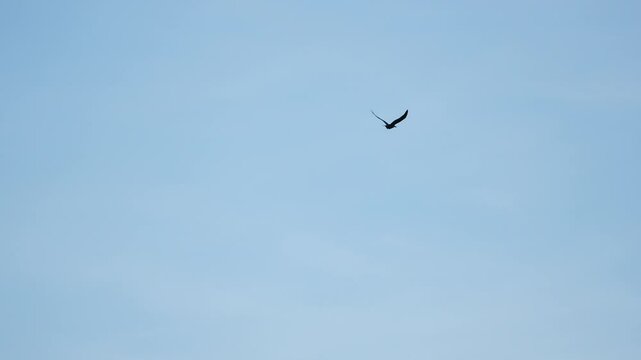 Swainson's Hawk flying through the sky gliding in slow motion in the Utah wilderness. Eagle catchng fish and feeding in British Columbia Canada Golden Eagle Flying through the sky in slow motion in th