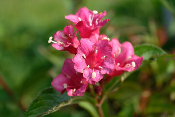 Pink weigela flower on a green garden plant