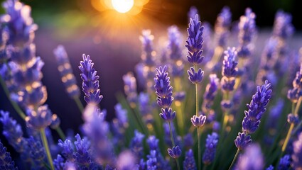 Serene lavender blooms bathed in gentle sunlight