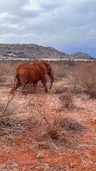 Fototapeta premium Red Elephant in the Wild – Majestic Wildlife in African Savannah.