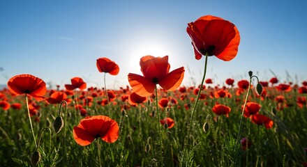 Obraz premium Vibrant Red Poppy Field at Sunset Stunning Nature Photography