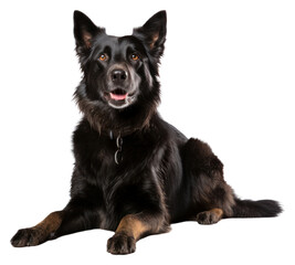 Fototapeta premium PNG Shollie dog sitting mammal.