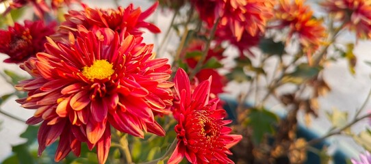red and yellow flowers
