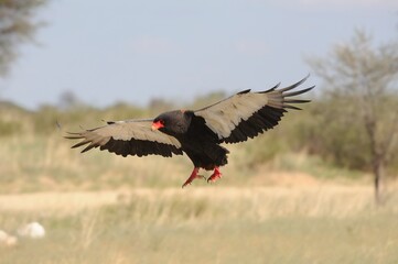BATALEUR aka Short-tailed eagle
