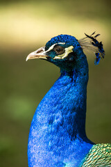 Obraz premium Close-up of the head of a Peacock (Pavo cristatus), with out-of-focus background
