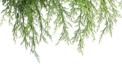 Lush hanging green plants isolated on transparent background