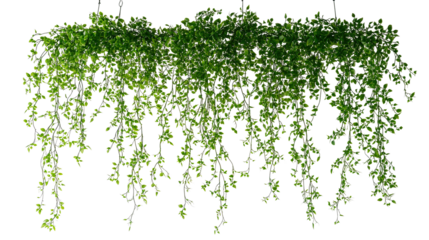 Lush green hanging houseplant isolated on transparent background