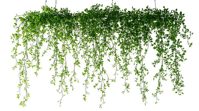 Lush green hanging houseplant isolated on transparent background