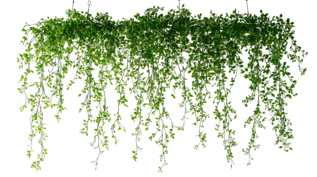 Lush green hanging houseplant isolated on transparent background