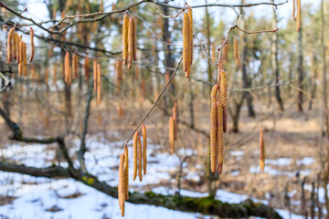 Fototapeta premium Hazel Catkins Blooming in Early Spring