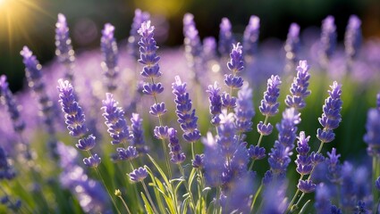 Naklejka premium Vibrant lavender flowers blooming under soft sunlight
