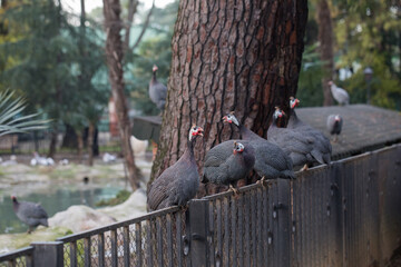 Peahen sitting outdoor in garden portrait