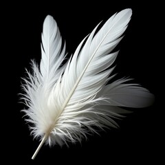 Obraz premium A close-up view of feather