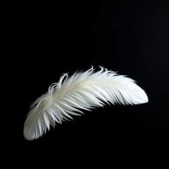 Obraz premium A close-up view of feather